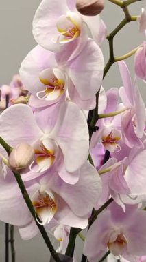 Zarif, pembe orkideler.