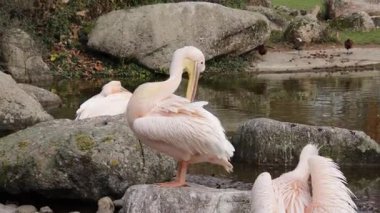 Pembe pelikanlar bir su birikintisinin yanında dinleniyor.