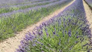 Provence 'de çiçek açan lavanta tarlası