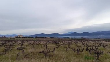 Vaucluse 'da kışın üzüm bağları ve arka planda dağlar.
