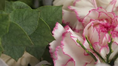 Pembe beyaz karanfilin yakın çekimi, dekoratif bir bahar çiçeği.