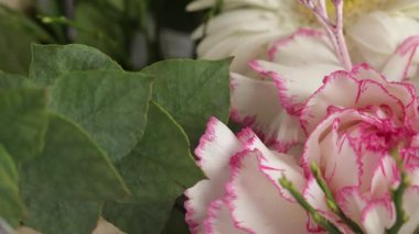 Pembe beyaz karanfilin yakın çekimi, dekoratif bir bahar çiçeği.