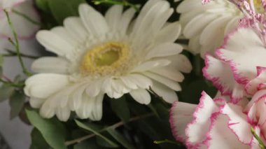 Pembe beyaz karanfilin yakın çekimi, dekoratif bir bahar çiçeği.