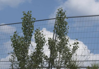 Gökyüzünde bulut oluşumu, meteorolojide bir hava fenomeni