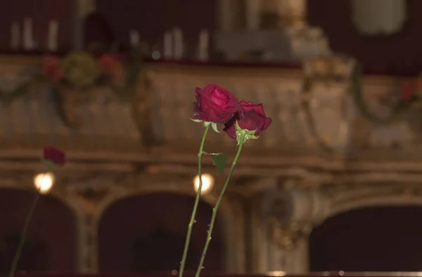 Ανθοφόρο Τριαντάφυλλο Χωρίς Αγκάθια Που Χρησιμοποιείται Καλλωπιστικό Φυτό — Φωτογραφία Αρχείου