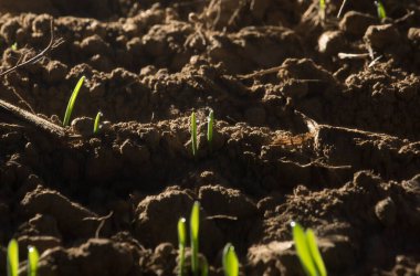 Bitkiler için yaşam gücü olarak ışık, doğada fotosentez.