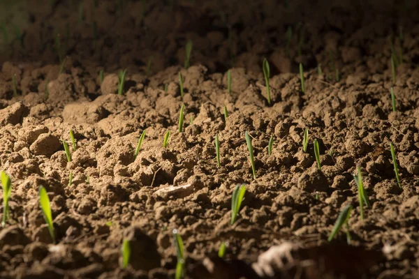 Lumière Comme Force Vitale Pour Les Plantes Photosynthèse Dans Nature — Photo