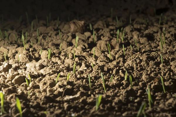 Lumière Comme Force Vitale Pour Les Plantes Photosynthèse Dans Nature — Photo