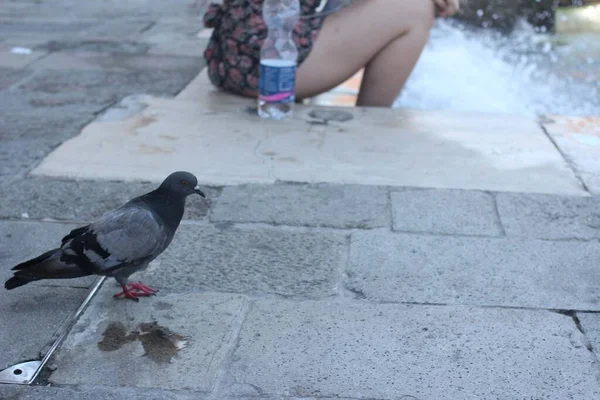 Pombo Pomba Animal Penas Voadoras Cidade — Fotografia de Stock