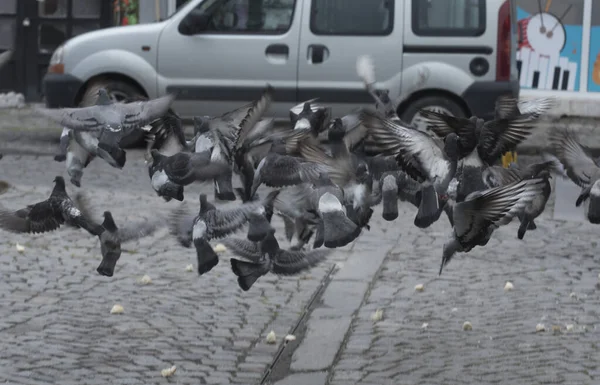 Taube Oder Taube Ein Fliegendes Federtier Der Stadt — Stockfoto