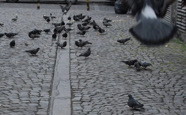 Pombo Pomba Animal Penas Voadoras Cidade — Fotografia de Stock