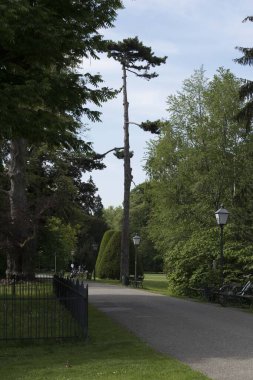 Doğada çam ağacı, doğada yaprakları olan kozalaklı ağaç.