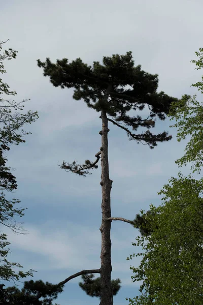 Doğada Çam Ağacı Doğada Yaprakları Olan Kozalaklı Ağaç — Stok fotoğraf