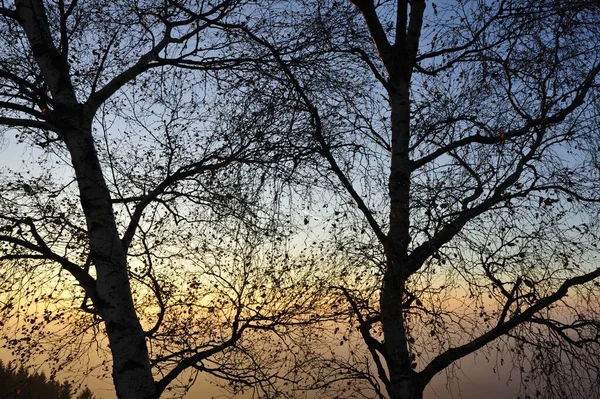 Słońce Drzewem Lecie Gra Światła Przyrodzie — Zdjęcie stockowe