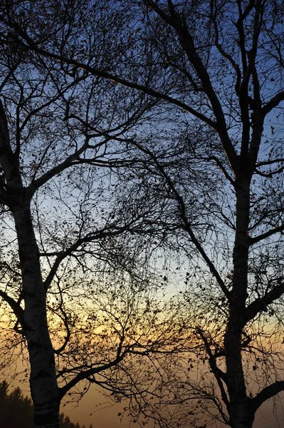 Sol Con Árbol Verano Juego Luz Naturaleza — Foto de Stock