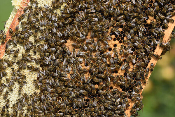 Honeycomb with western honey bees or European honey bee (Apis mellifera)