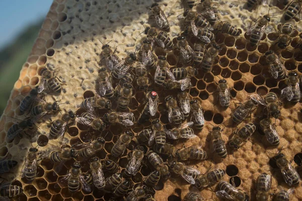 Медовые Соты Западными Пчелами Европейскими Пчелами Apis Mellifera — стоковое фото