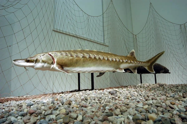 Ein Lachs Ein Wassertier Das Wasser Lebt — Stockfoto