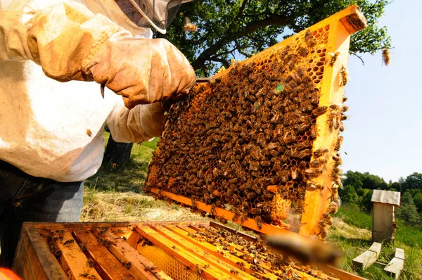 서양의 꿀벌이나 유럽의 꿀벌과 Apis Mellifera — 스톡 사진