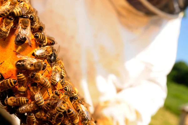 Медовые Соты Западными Пчелами Европейскими Пчелами Apis Mellifera — стоковое фото