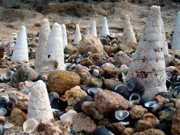 Conchas Mar Vacías Conchas Mar Conchas Animal Playa —  Fotos de Stock