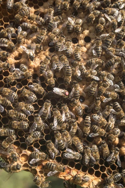Медовые Соты Западными Пчелами Европейскими Пчелами Apis Mellifera — стоковое фото