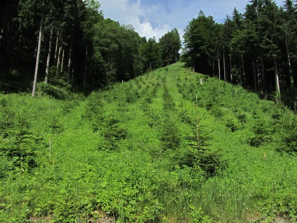 Reforestación Reforestación Bosque Plantación Cultivo Árboles —  Fotos de Stock