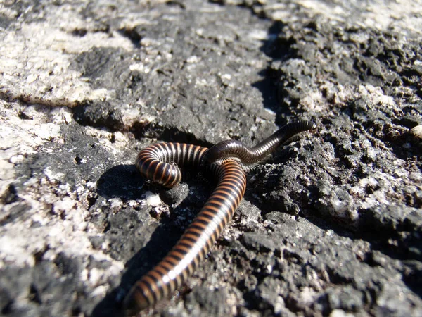 a millipede or centipede, a small animal on a rock