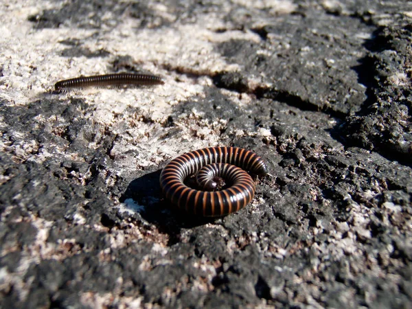 a millipede or centipede, a small animal on a rock