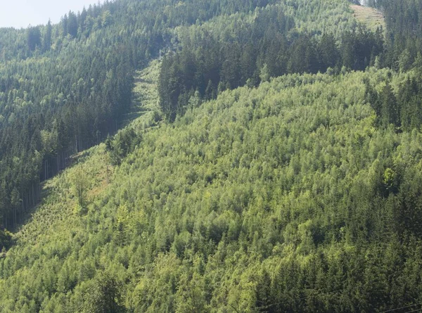 Відновлення Лісів Лісі Посадка Вирощування Дерев — стокове фото