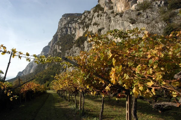 Viticultura Viticultura Bela Paisagem Alpina Sul Tirol — Fotografia de Stock