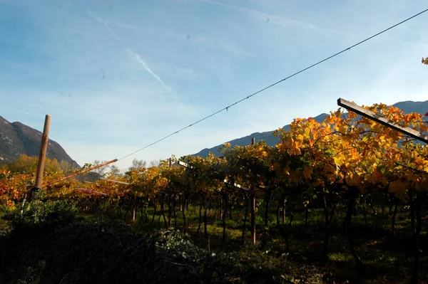 Viticultura Viticultura Bela Paisagem Alpina Sul Tirol — Fotografia de Stock