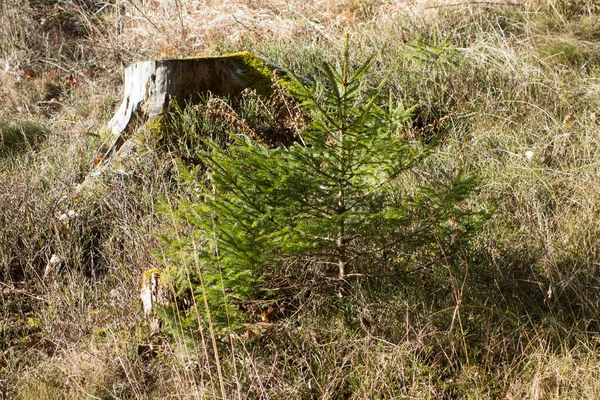Aufforstung Oder Wiederaufforstung Wald Baumpflanzung Und Anbau — Stockfoto