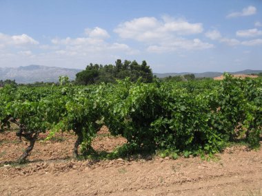 Fransa 'nın Provence bölgesindeki şarap manzarası ve ekoloji