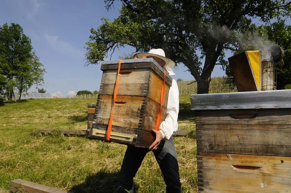 Apiculteur Travail Ruche Apiculture Production Miel — Photo