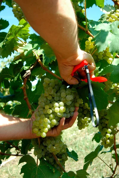 Weinlese Oder Weinlese Auf Einem Weinberg Erntehelfer Schneiden Trauben — Stockfoto