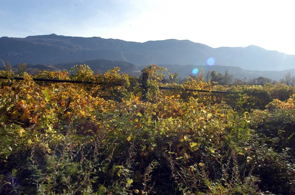 Viticultura Viticultura Bela Paisagem Alpina Sul Tirol — Fotografia de Stock