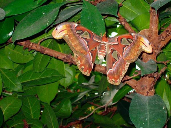 Una Mariposa Colorida Sentada Una Planta Prado —  Fotos de Stock