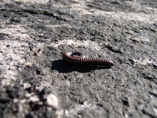 a millipede or centipede, a small animal on a rock