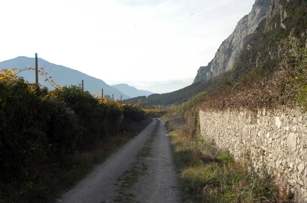 Uprawy Winorośli Uprawy Winorośli Pięknym Alpejskim Krajobrazie Południowym Tyrolu — Zdjęcie stockowe