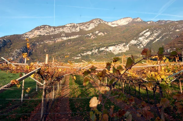 Viticultura Viticultura Bela Paisagem Alpina Sul Tirol — Fotografia de Stock