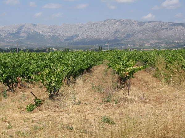 Αμπελοοινικό Τοπίο Και Αμπελοκαλλιέργεια Στην Περιφέρεια Provence Της Γαλλίας — Φωτογραφία Αρχείου