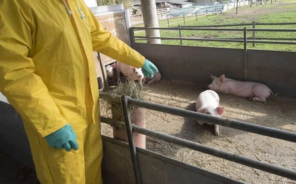 Classical Swine Fever Hog Cholera Farm Pigs — Stock Photo, Image