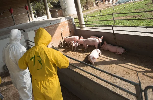 Klasyczny Pomór Świń Lub Świńska Cholera Gospodarstwie Hodującym Świnie — Zdjęcie stockowe