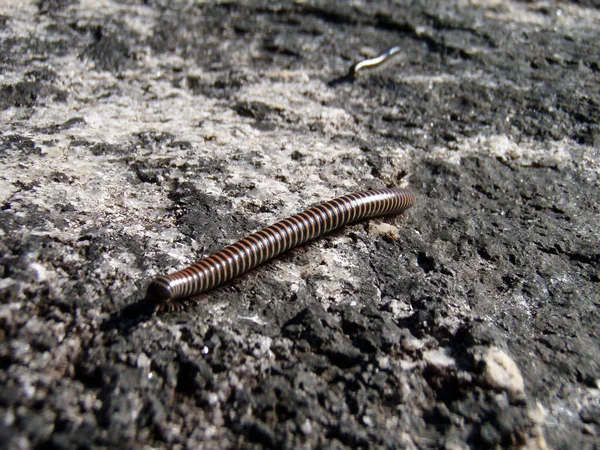 a millipede or centipede, a small animal on a rock