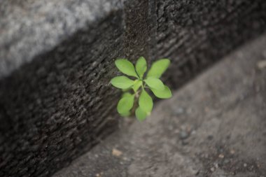 Yaşam, yaşam ve enerjinin bir işareti olarak bitki büyümesi