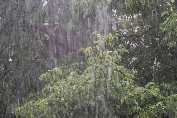 水和雨是自然界植物的生命力 — 图库照片