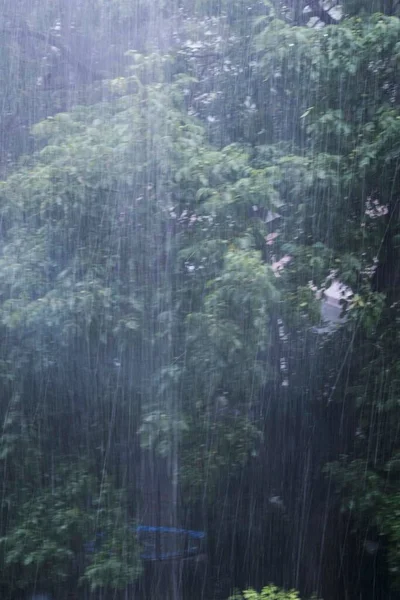 Voda Déšť Jako Životní Síla Pro Rostliny Přírodě — Stock fotografie