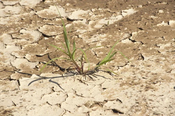 Crecimiento Vegetal Como Signo Vitalidad Vida Energía — Foto de Stock