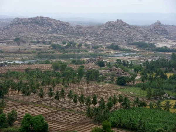 Agricoltura Agricoltura India Coltivazione Piante Produzione Alimentare — Foto Stock